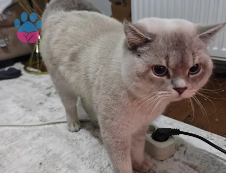 Erkek kedime eş arıyorum