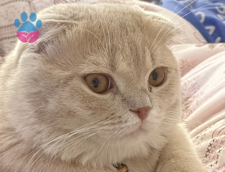 1 Yaşında Sarı Scottish Fold (Kırık kulak) Erkek kedi çiftleştirmeye uygun