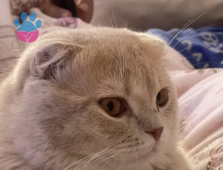 1 Yaşında Sarı Scottish Fold (Kırık kulak) Erkek kedi çiftleştirmeye uygun