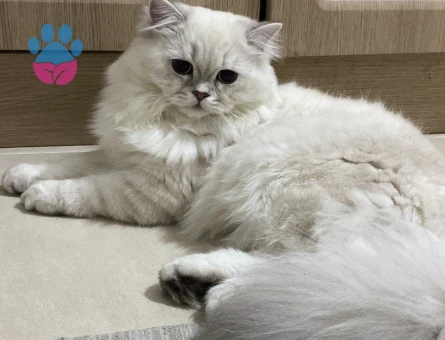 Yakışıklı bulutuma eş arıyoruz