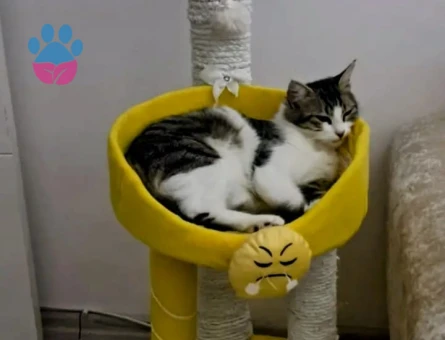 Tekir Kedim Güzel prenses eş arıyor