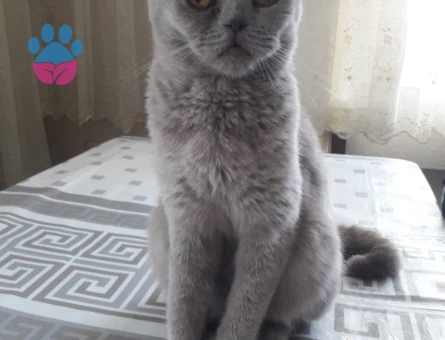 British Shorthair Kızım İçin Eş Arıyorum