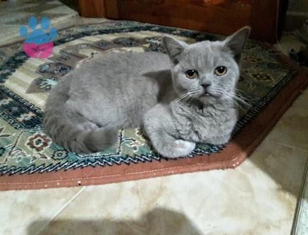 British Shorthair Kızım İçin Eş Arıyorum