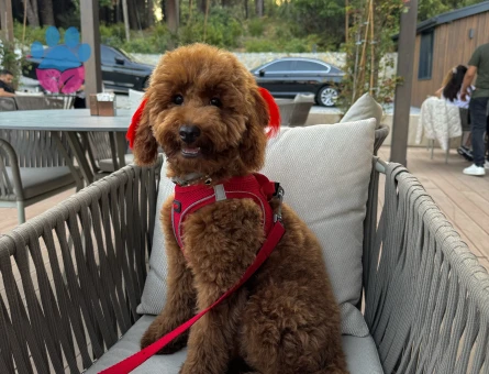 Red Brown poodle oğlumuza eş arıyoruz
