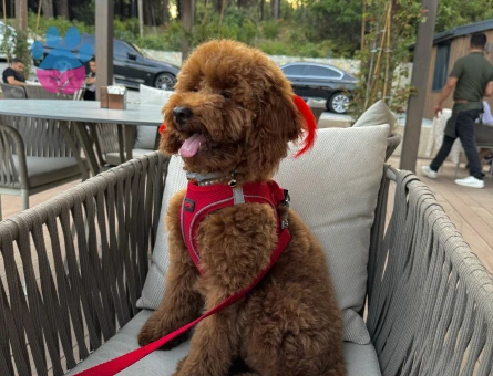 Red Brown poodle oğlumuza eş arıyoruz