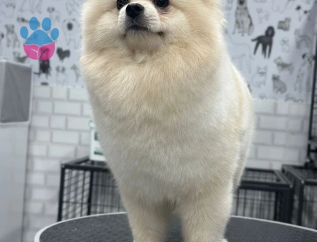 Pomerian Erkek oğluma eş arıyorum