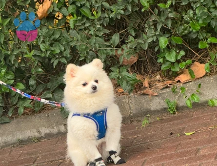 Pomerian Erkek oğluma eş arıyorum