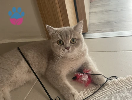 Scottish Straight 1 Yaşında Kızım Eş Arıyor