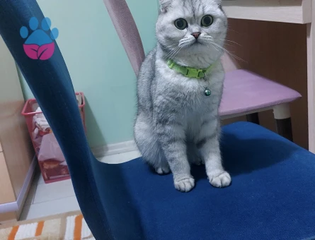 Scottish Fold Dişi kedimize eş arıyoruz