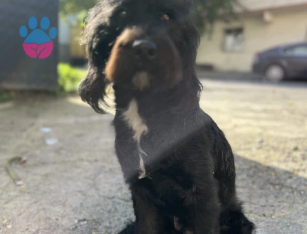 Labrodoodle 1 Yaşında Köpeğim Eş Arıyor