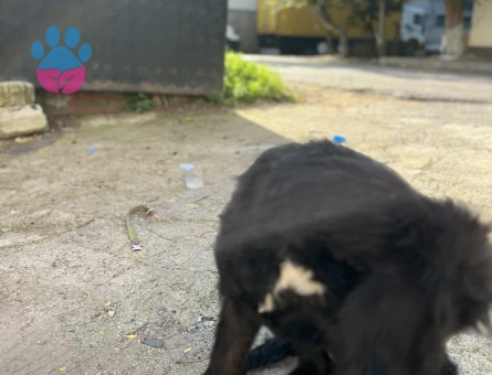 Labrodoodle 1 Yaşında Köpeğim Eş Arıyor