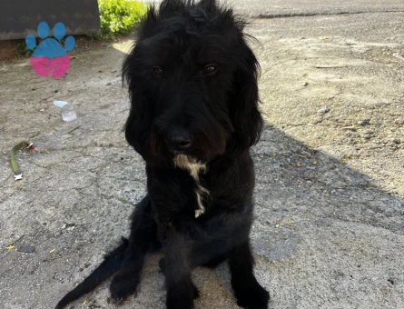 Labrodoodle 1 Yaşında Köpeğim Eş Arıyor