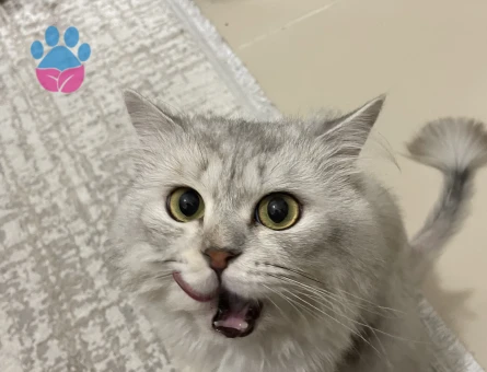 Şecereli British Longhair 3 Yaşında Eş Arıyor