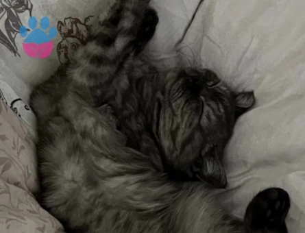 British Shorthair Kızıma Eş Arıyorum