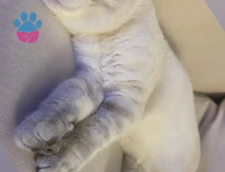 Britishorthair erkek kedime eş arıyorum