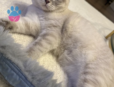 Britishorthair erkek kedime eş arıyorum