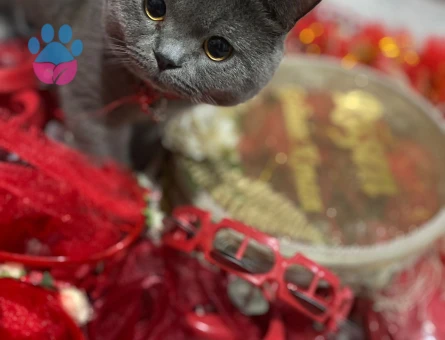 British Shorthair 2 Yaşında Eş Arıyor
