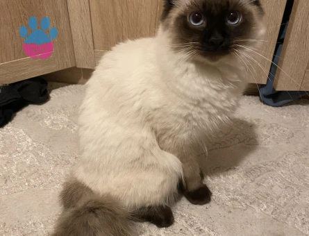 Siyam Kırık Kuyruk Kedim Eş Arıyor