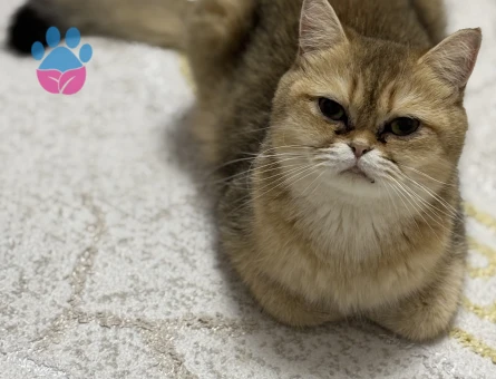 Golden N11 kızıma eş arıyorum