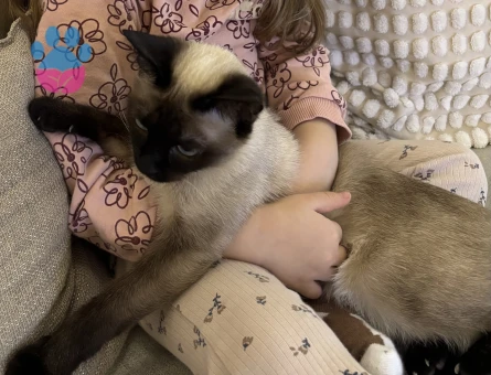 Erkek Siyam Arıyoruz