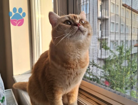 British shorthair 3 Yaşında Kedim Eş Arıyor