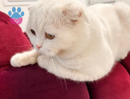 Şecereli Scottish Fold 3 Yaşında Eş Arıyor