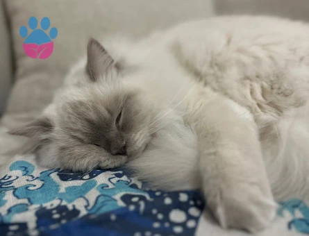 British Longhair 1 Yaşında Eş Arıyor