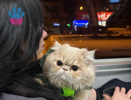 İran oğlumuza eş arıyoruz