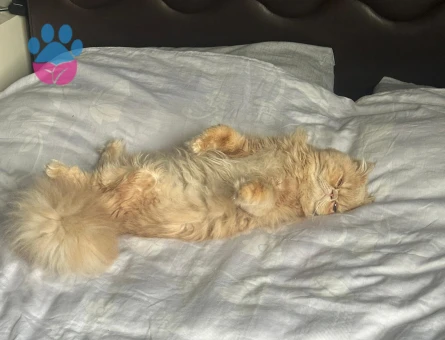 İran oğlumuza eş arıyoruz