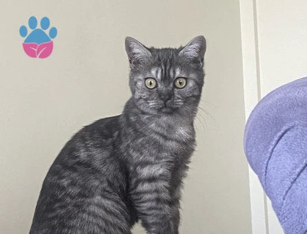 kızımız baliye eş arıyoruz