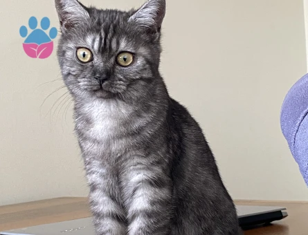 kızımız baliye eş arıyoruz