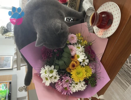 British Shorthair 1 Yaşında Erkek Kızgınlıkta