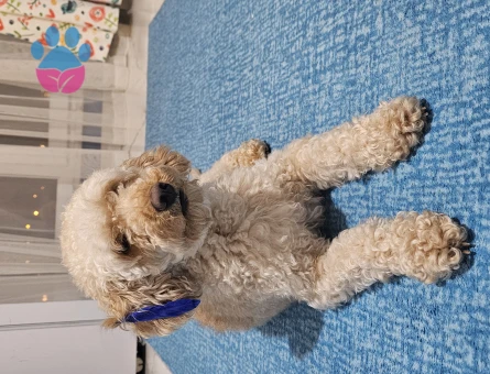 Toy Poodle Oğlumuza Eş Arıyoruz