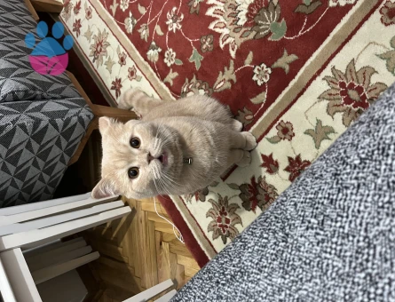 British Shorthair Oğlumuz Taliplerini bekliyor