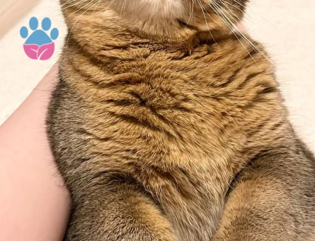 British Shorthair MOCHA Eşini Arıyor