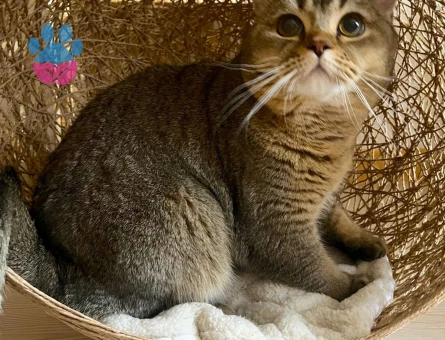 British Shorthair MOCHA Eşini Arıyor