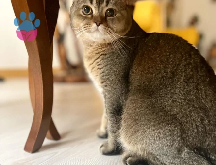 British Shorthair MOCHA Eşini Arıyor