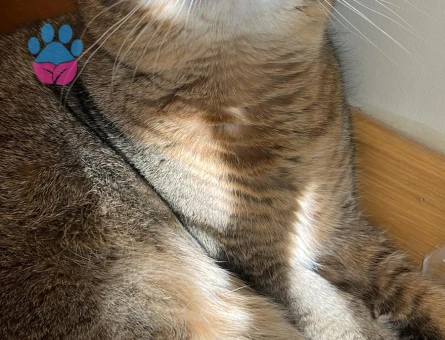 British Shorthair MOCHA Eşini Arıyor