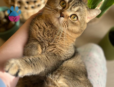 British Shorthair MOCHA Eşini Arıyor