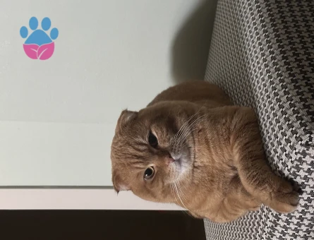 Tecrübeli British Shorthair 1 Yaşında