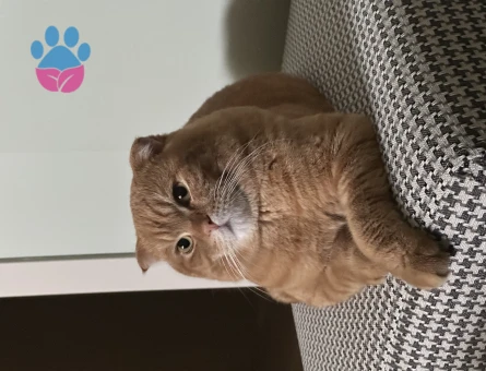 Tecrübeli British Shorthair 1 Yaşında