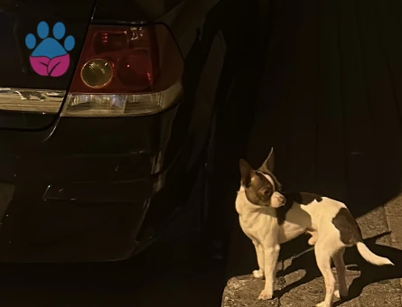 Chihuahua 2 Yaşında oğluma Eş Arıyorum