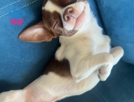 Chihuahua 2 Yaşında oğluma Eş Arıyorum