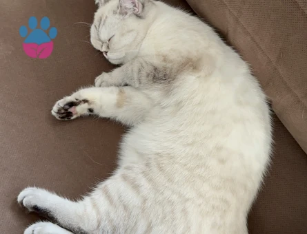 Scotish kızıma eş arıyorum