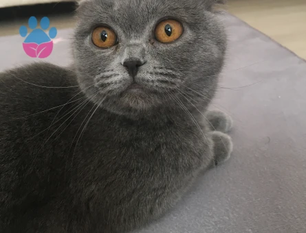 Kedim maya için eş arıyorum