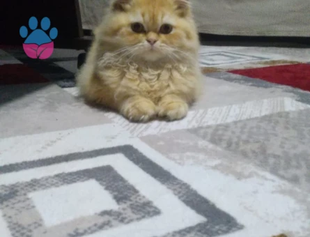 İran erkek çiftleştirme