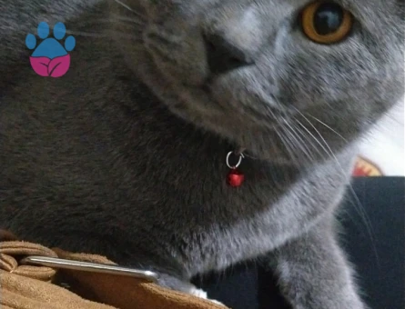 Çiftleştirmek için bristish dişi kedi arıyorum