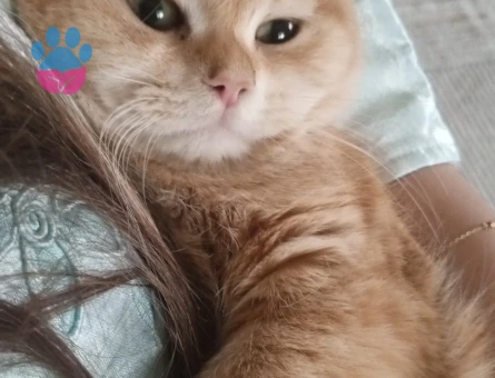 British çiftleştirmek istiyorum