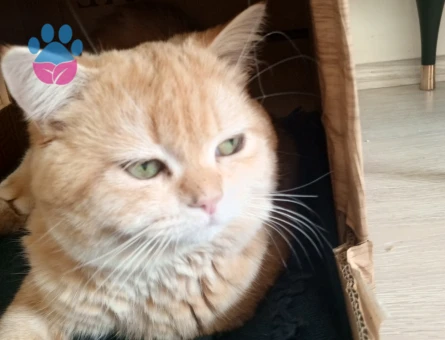 British çiftleştirmek istiyorum