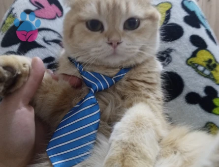 British çiftleştirmek istiyorum